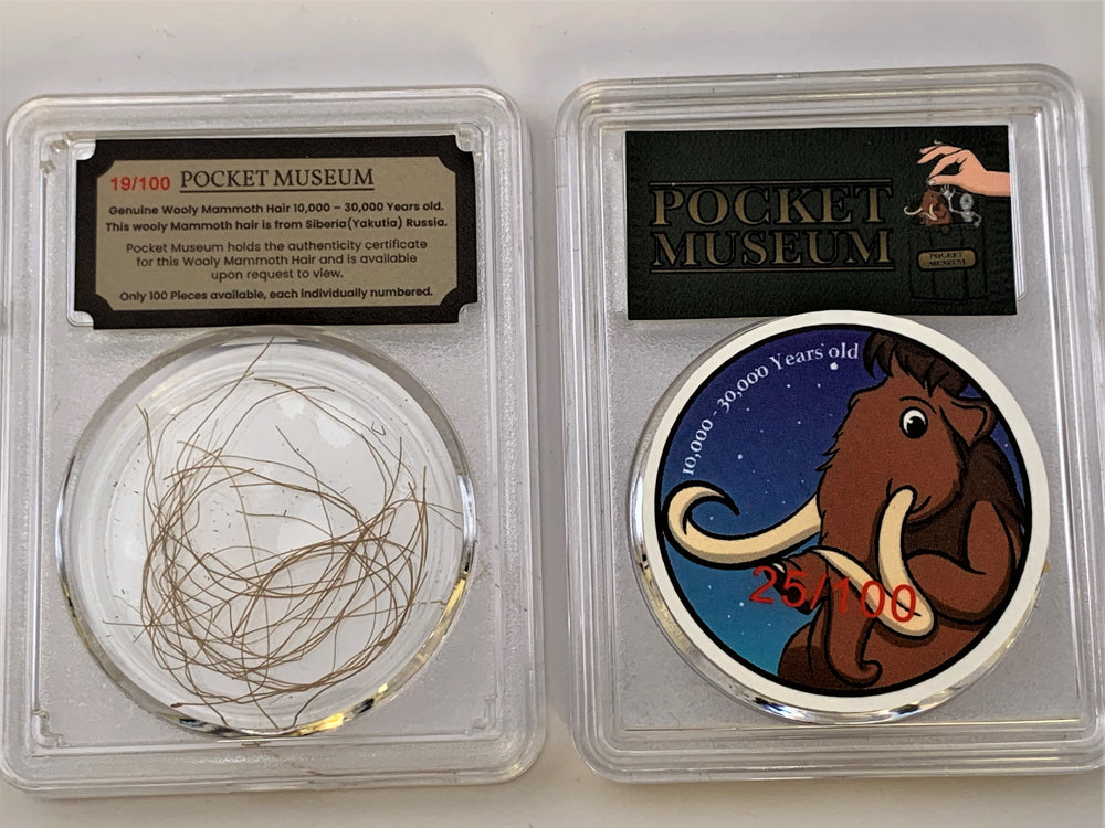 POCKET MUSEUM - Genuine Wooly Mammoth Hair 10,000 - 50,000 Years old Collection - GRAINMINT