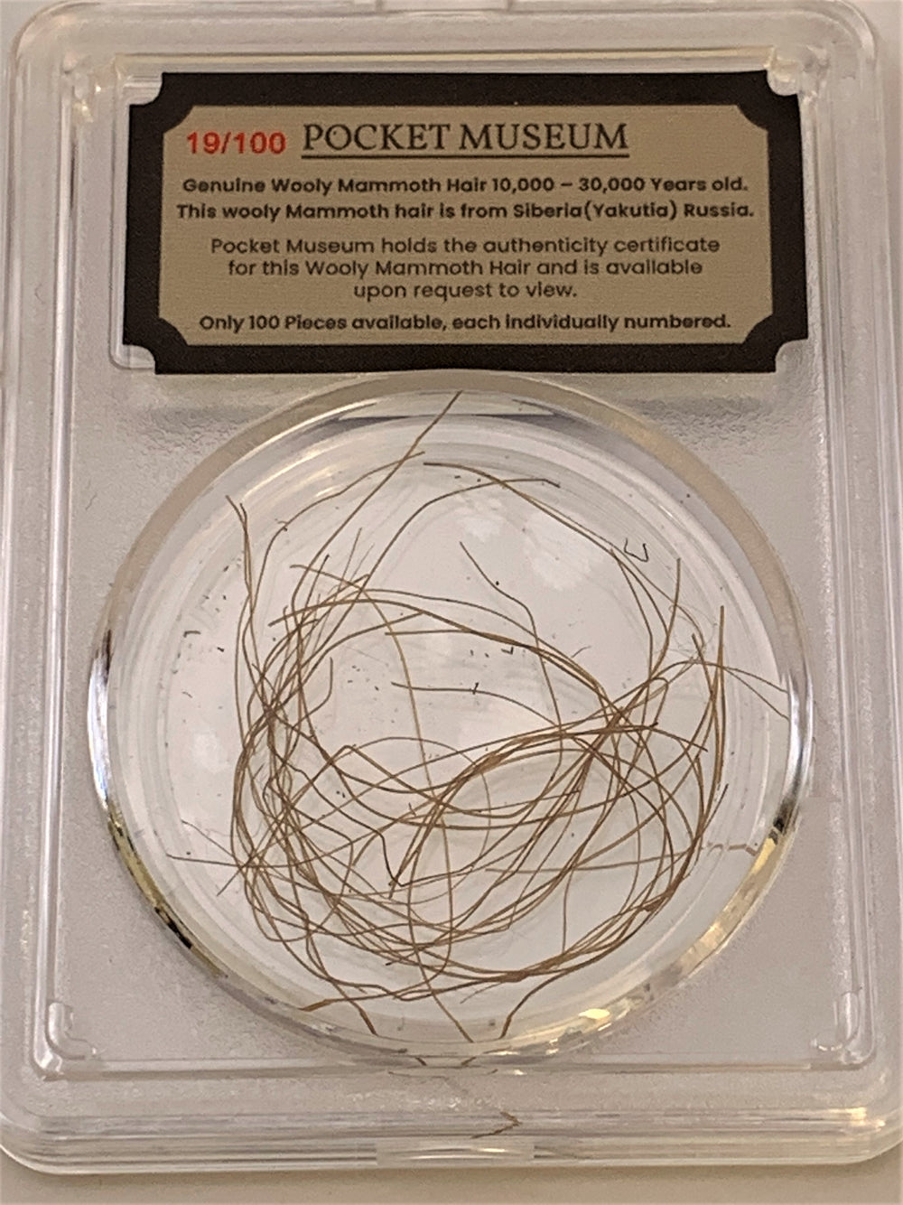 POCKET MUSEUM - Genuine Wooly Mammoth Hair 10,000 - 50,000 Years old Collection - GRAINMINT