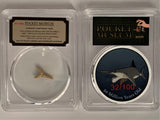 POCKET MUSEUM - Authentic Fossil Shark Tooth - 50 Million Years Old. - GRAINMINT