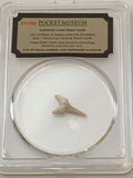 POCKET MUSEUM - Authentic Fossil Shark Tooth - 50 Million Years Old. - GRAINMINT